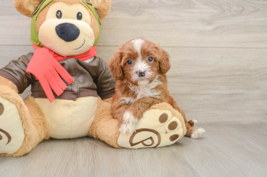 Sweet Cavapoo Baby