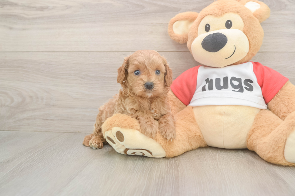 Fluffy Cavapoo Poodle Mix Pup