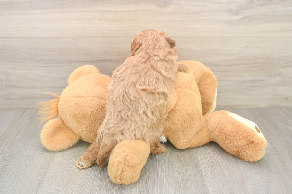 Adorable Cavalier King Charles Spaniel and Poodle Mix Poodle Mix Puppy