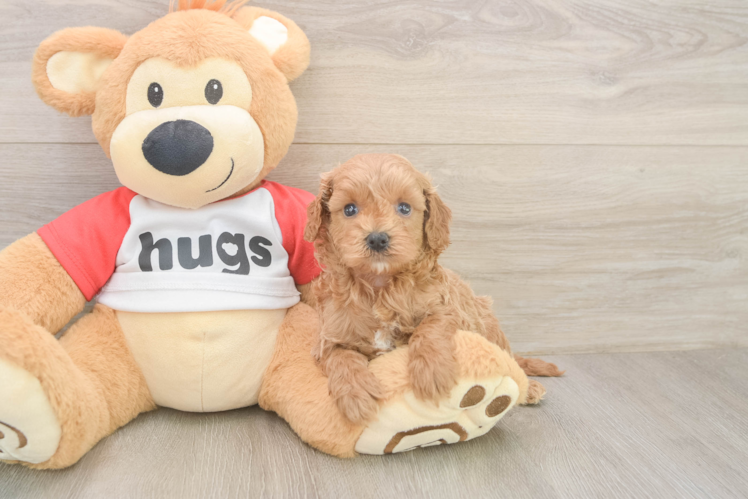 Best Cavapoo Baby