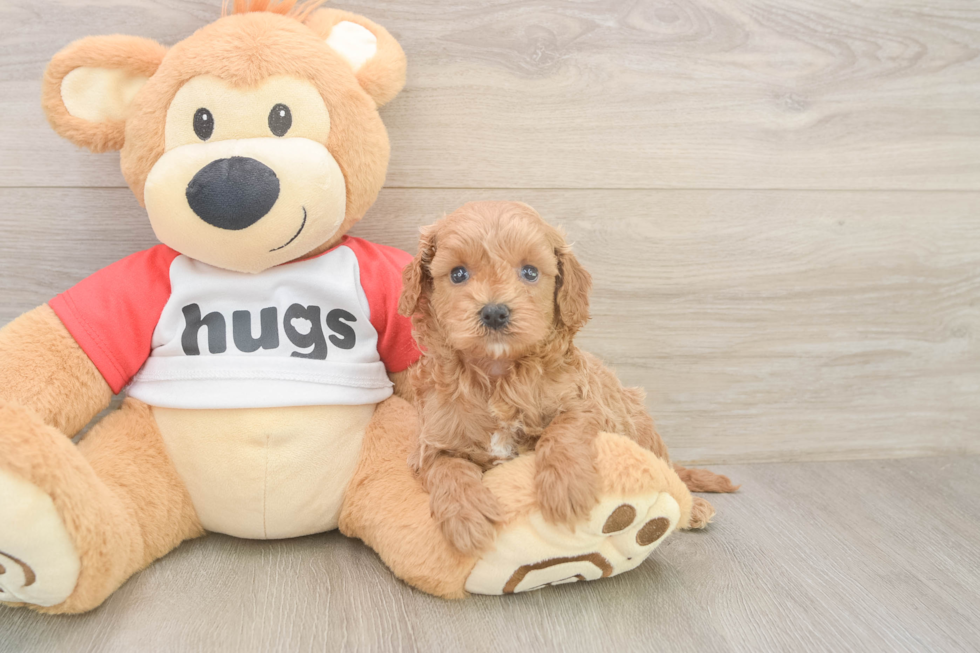 Best Cavapoo Baby