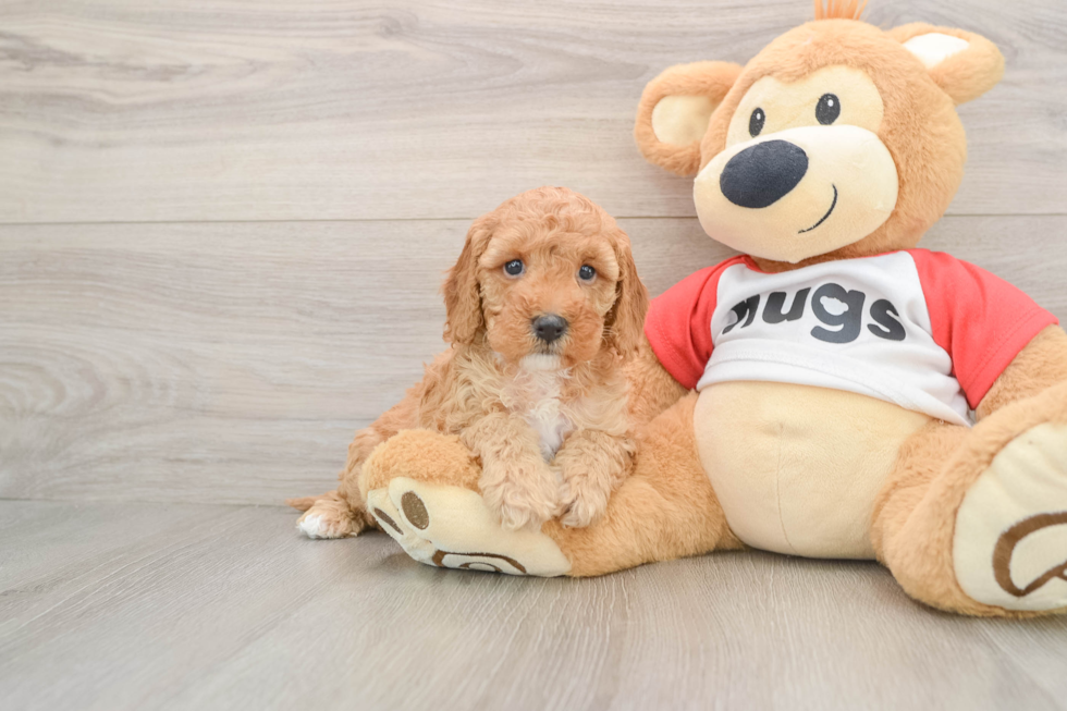 Playful Cavapoodle Poodle Mix Puppy