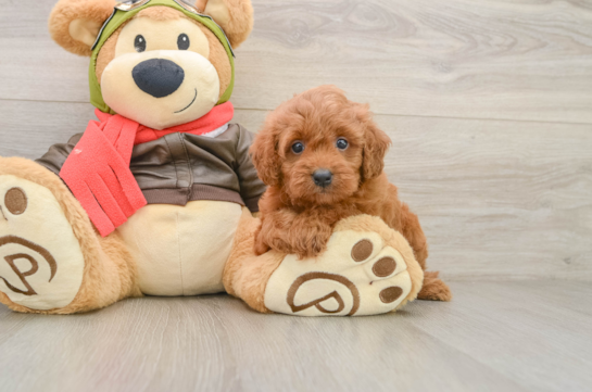 ELMER, a Cavapoo littermate