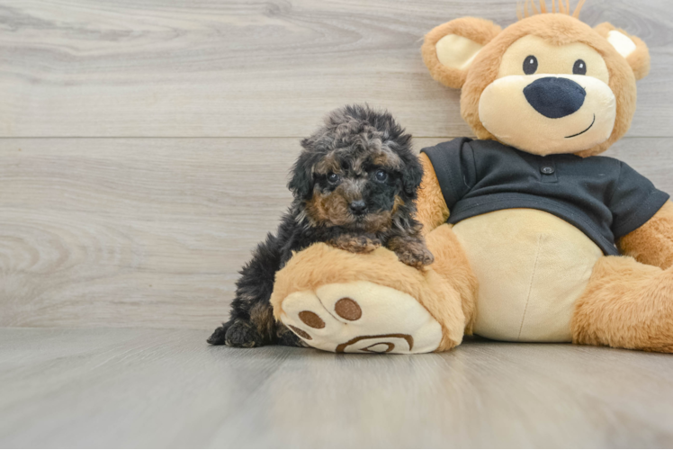 Cavapoo Puppy for Adoption