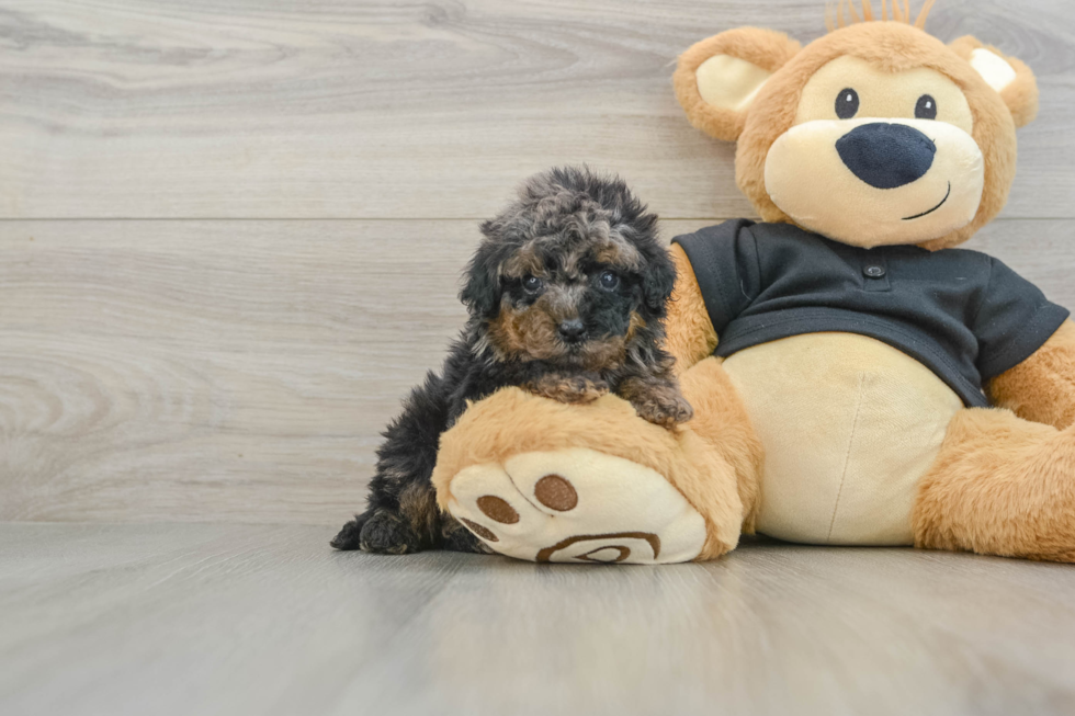 Cavapoo Puppy for Adoption