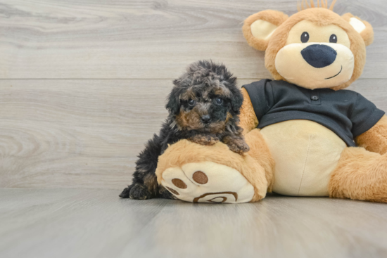 Cavapoo Puppy for Adoption