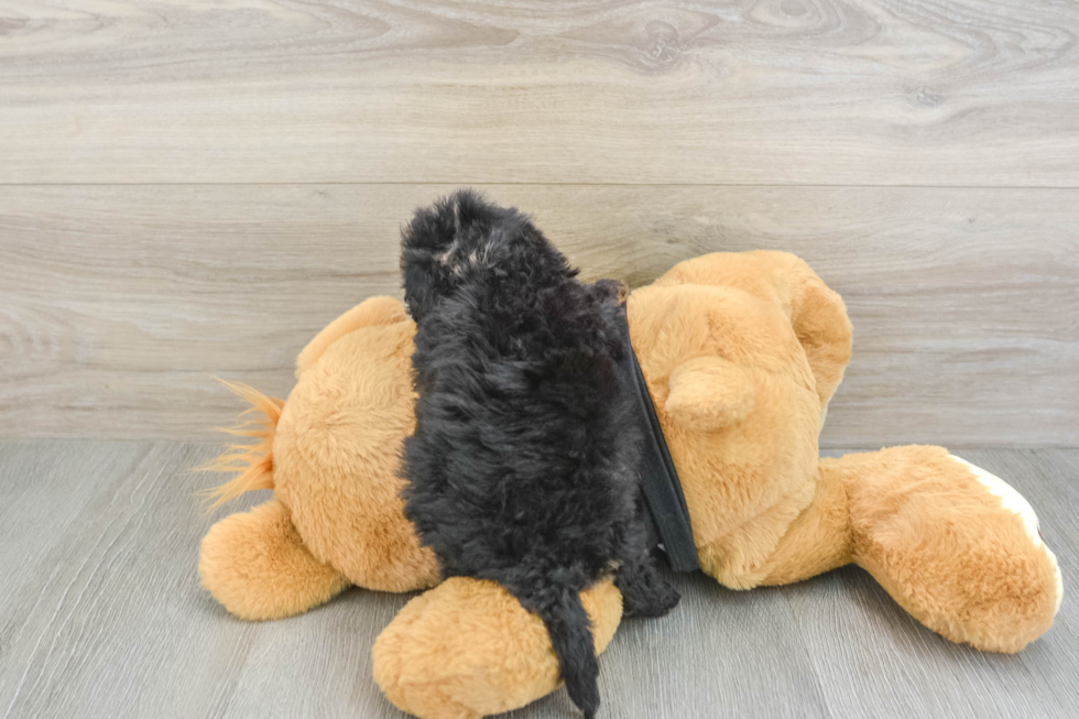 Cavapoo Puppy for Adoption