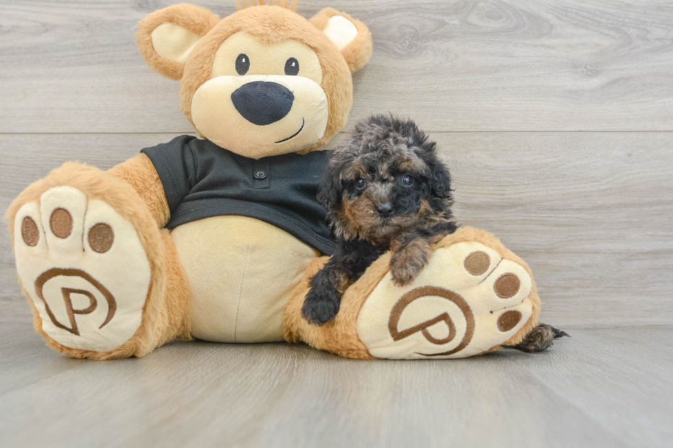 Cavapoo Puppy for Adoption