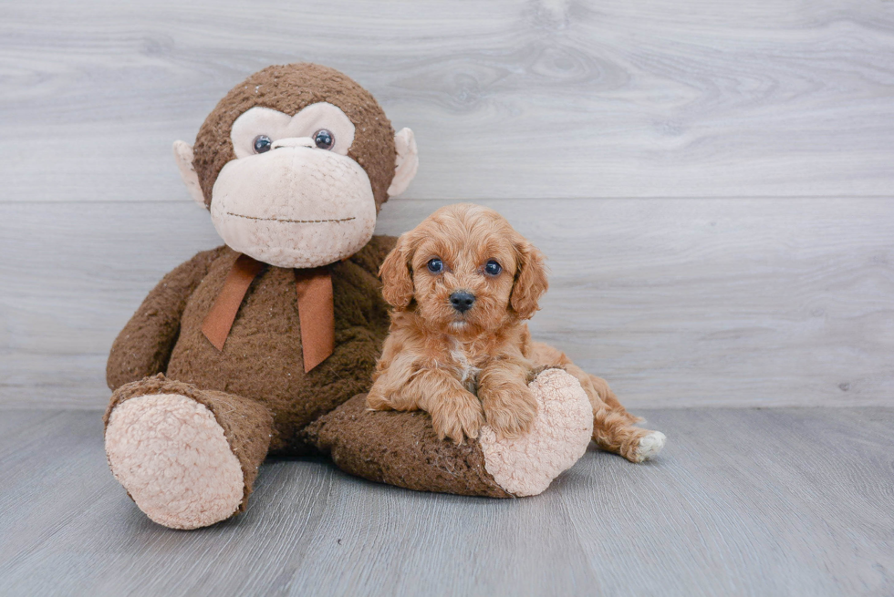 Cavapoo Puppy for Adoption