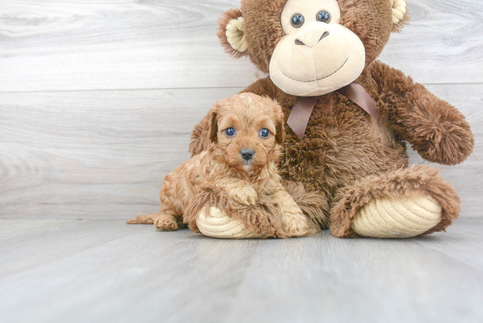 Cute Cavapoo Baby