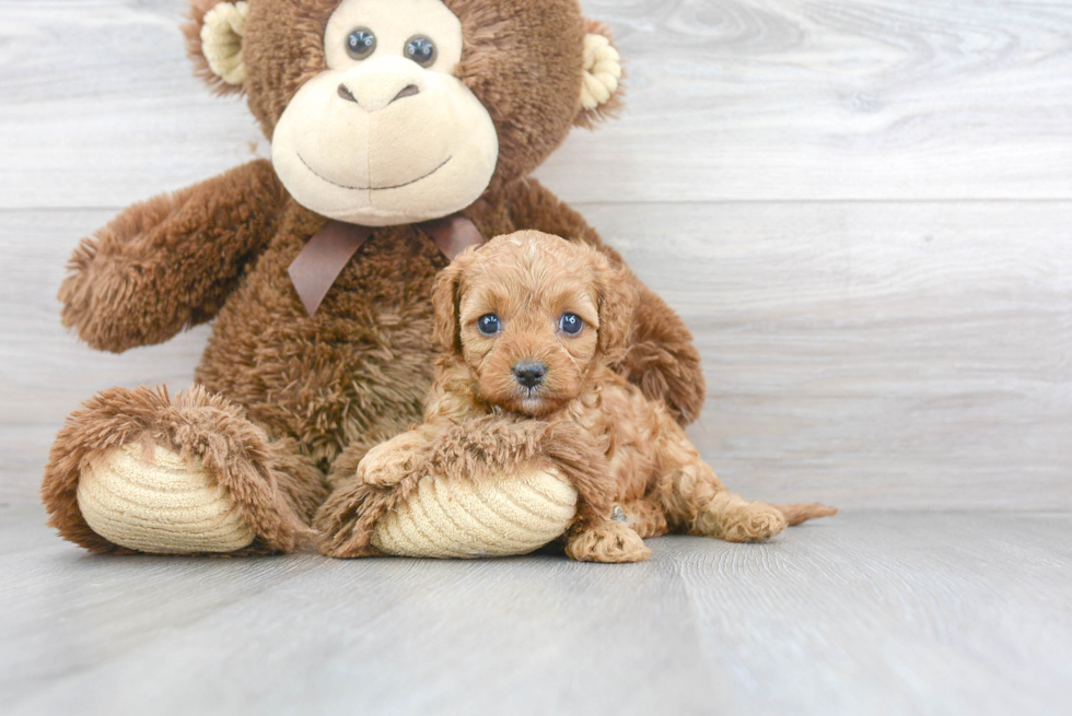 Petite Cavapoo Poodle Mix Pup