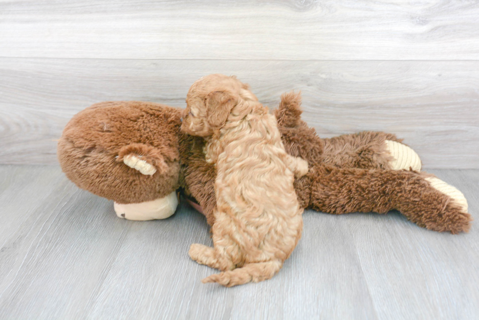 Adorable Cavoodle Poodle Mix Puppy