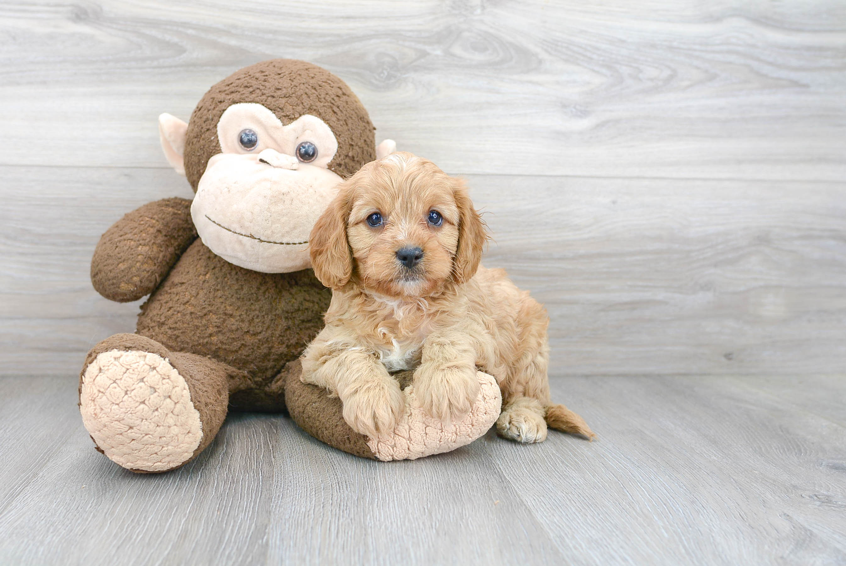 Petite Cavapoo Poodle Mix Pup