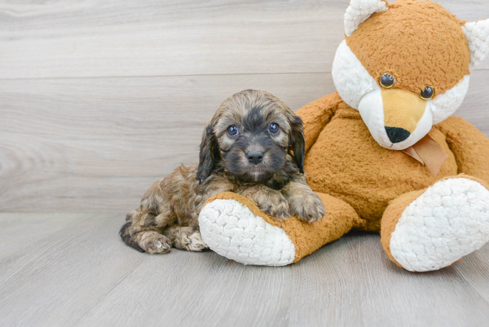 Fluffy Cavapoo Poodle Mix Pup