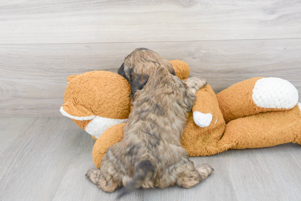 Cavapoo Pup Being Cute