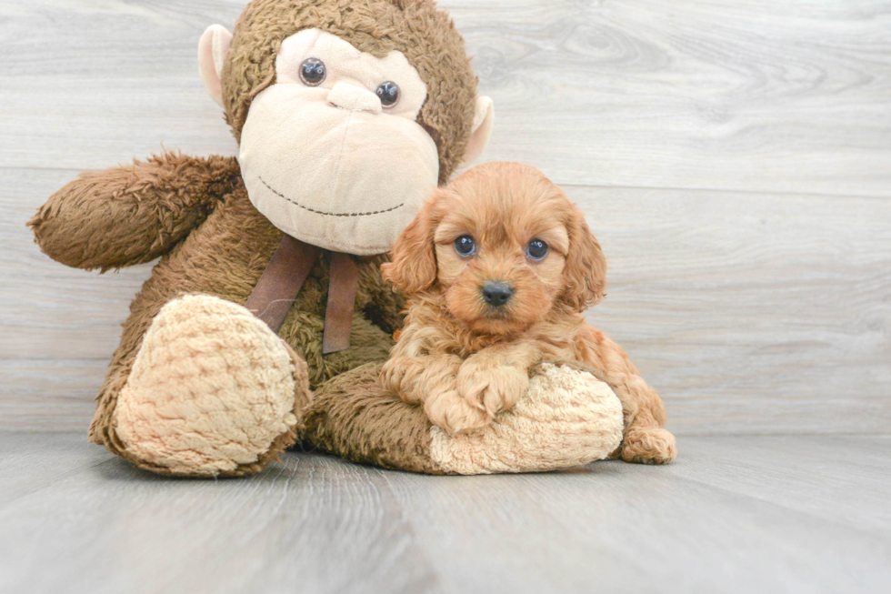 Cavapoo Pup Being Cute