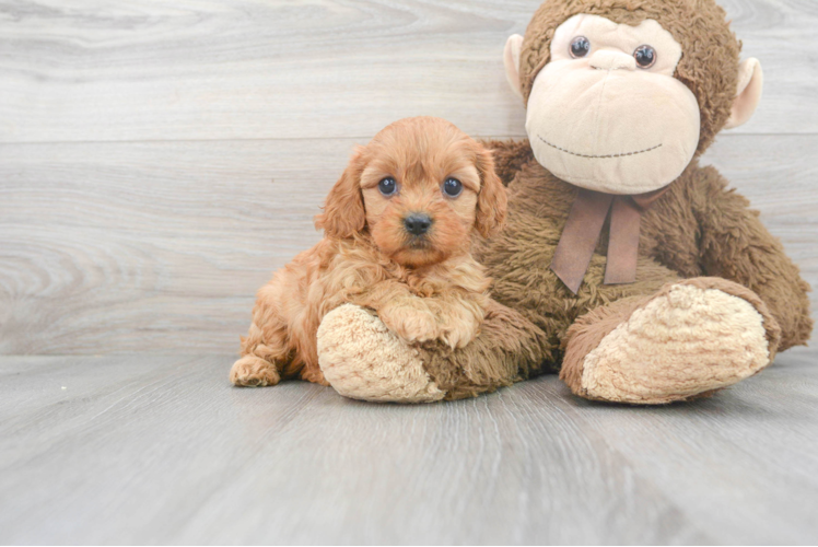 Cute Cavapoo Baby