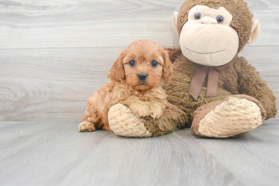 Cute Cavapoo Baby