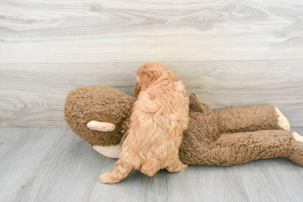 Cavapoo Puppy for Adoption