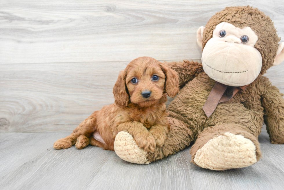 Best Cavapoo Baby