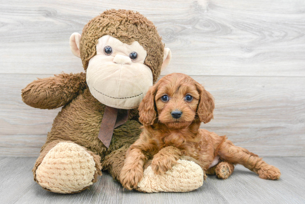 Cavapoo Puppy for Adoption