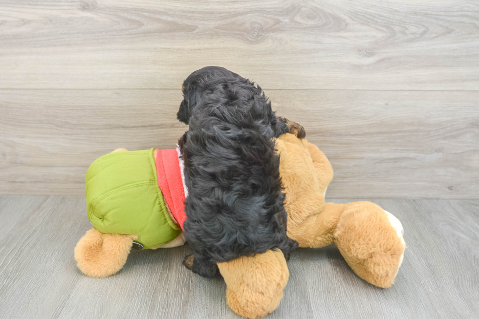 Cavapoo Puppy for Adoption