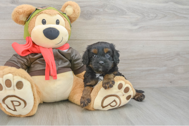 Cavapoo Puppy for Adoption