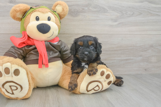 Cavapoo Puppy for Adoption