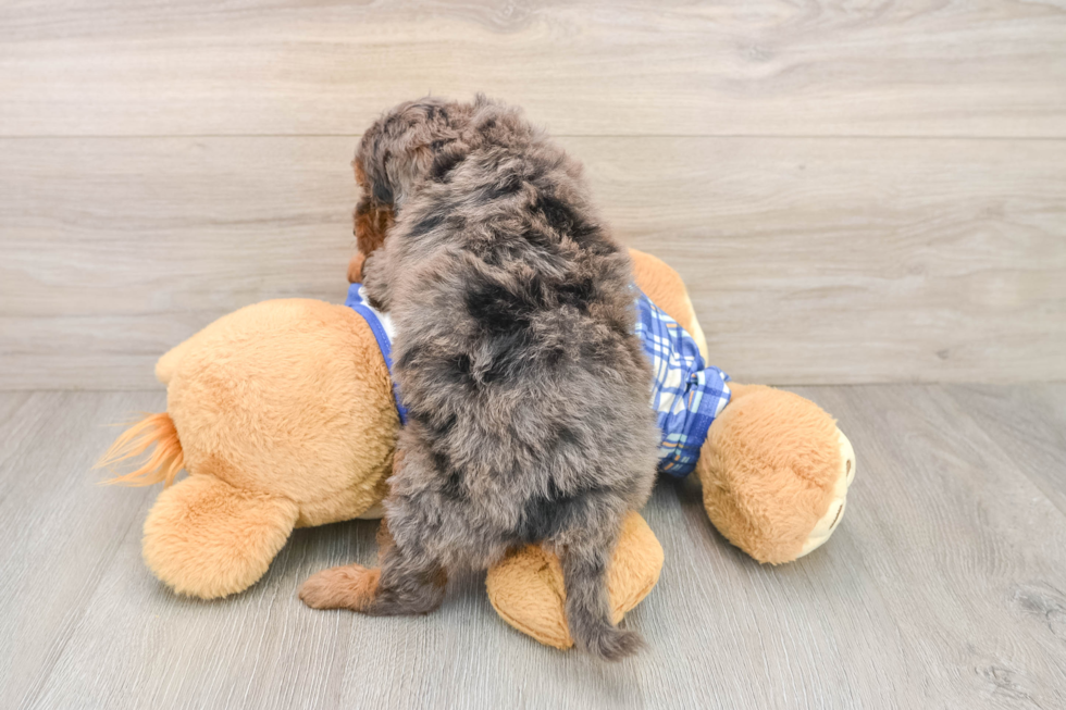 Happy Cavapoo Baby