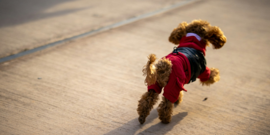 Are Cavapoos Energetic?