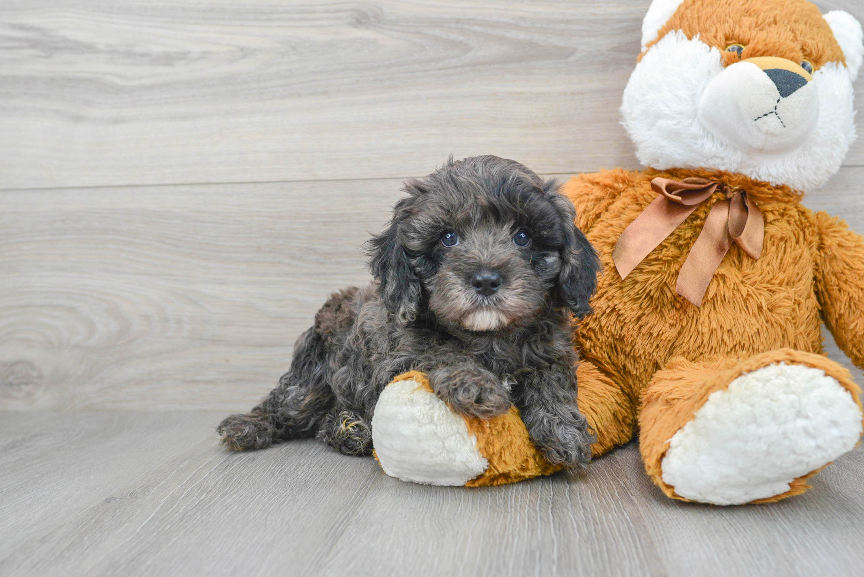 Sweet Cavapoo Baby