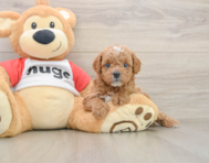 8 week old Cavapoo Puppy For Sale - Premier Pups