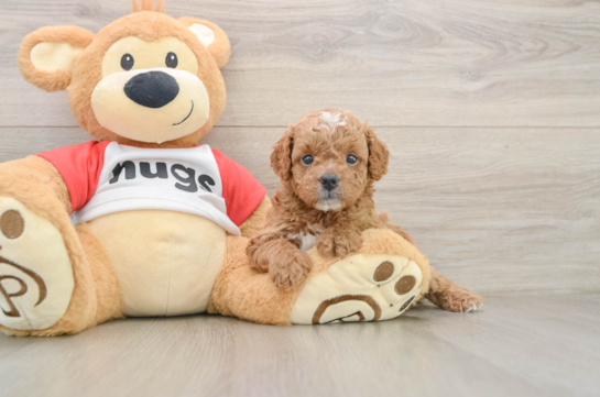 Smart Cavapoo Poodle Mix Pup