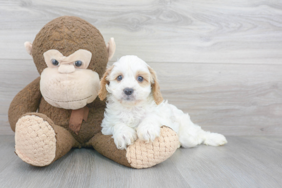 Best Cavapoo Baby