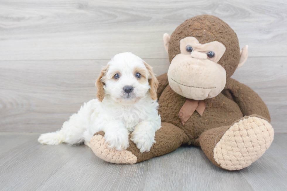 Cavapoo Pup Being Cute