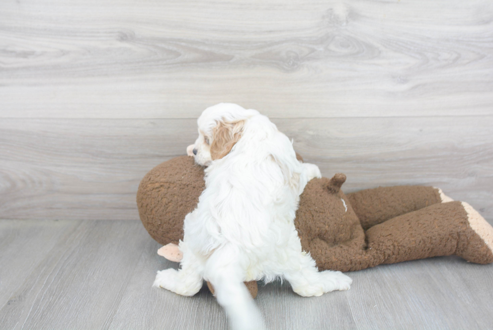 Cavapoo Puppy for Adoption