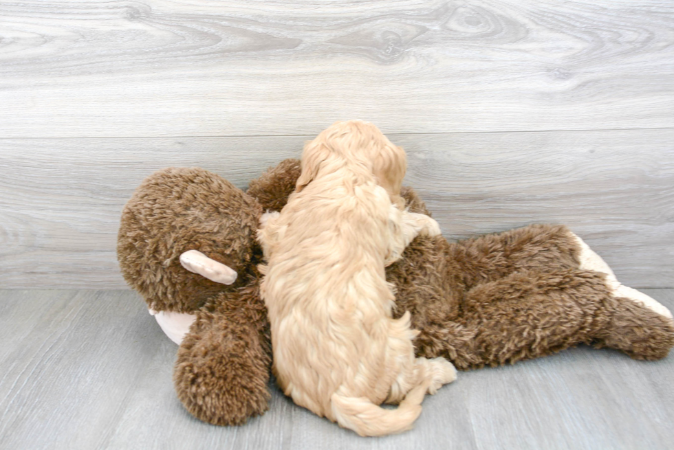 Happy Cavapoo Baby