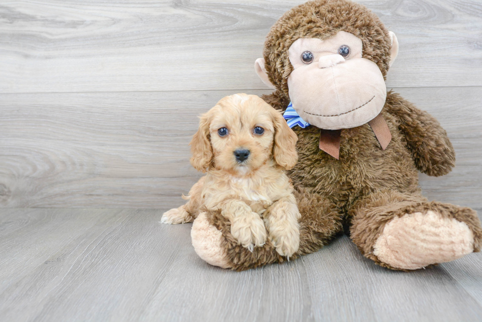 Energetic Cavoodle Poodle Mix Puppy