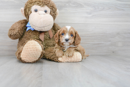 Best Cavapoo Baby