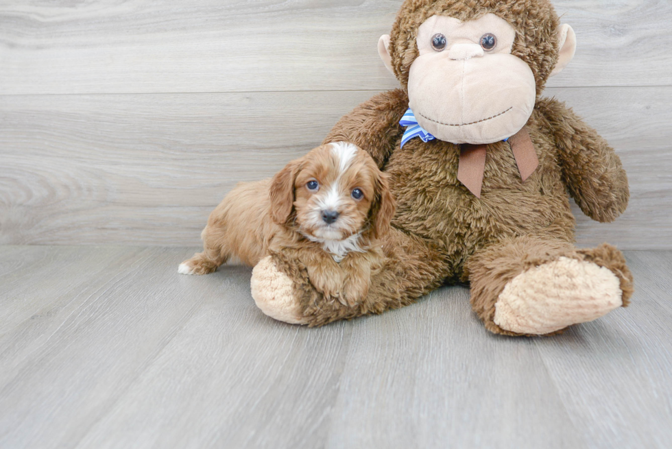 Best Cavapoo Baby