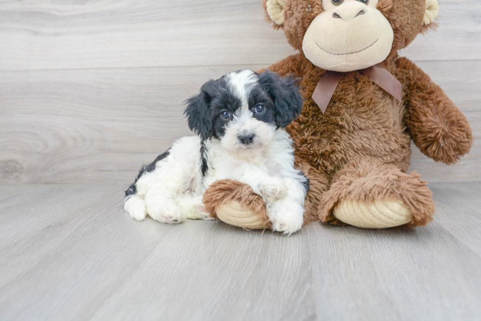 Energetic Cavoodle Poodle Mix Puppy