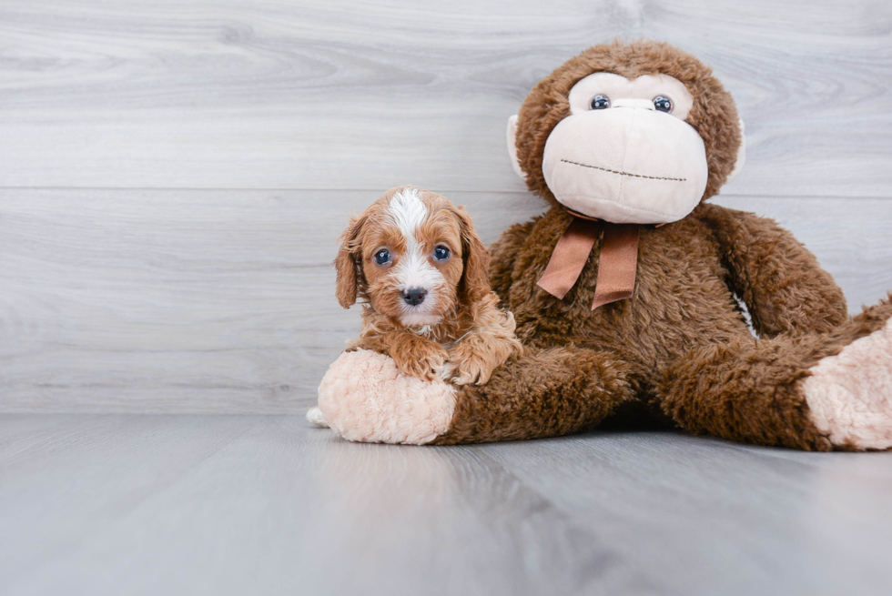 Smart Cavapoo Poodle Mix Pup
