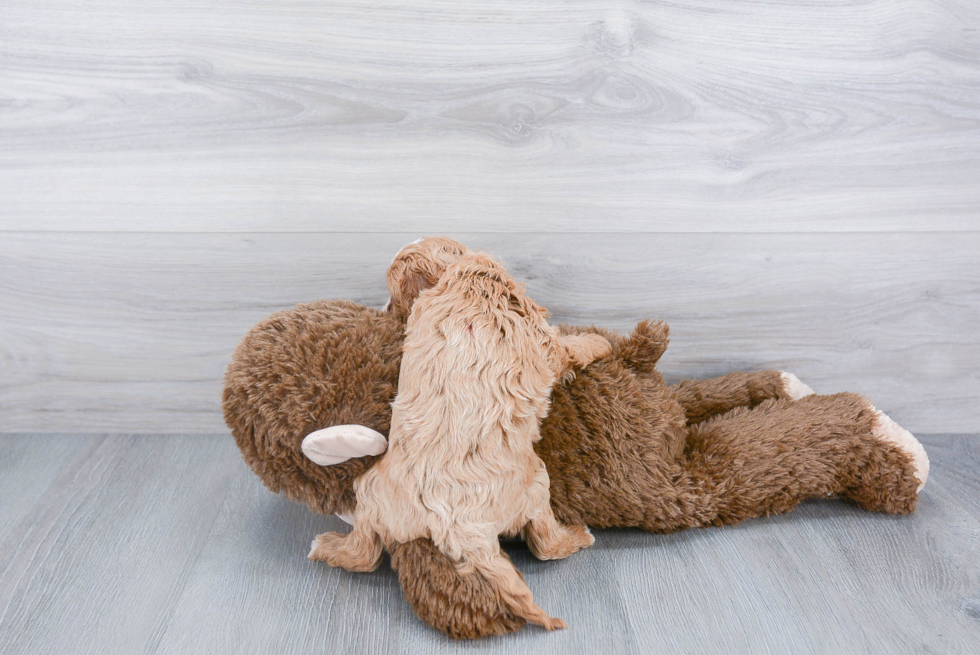 Energetic Cavoodle Poodle Mix Puppy