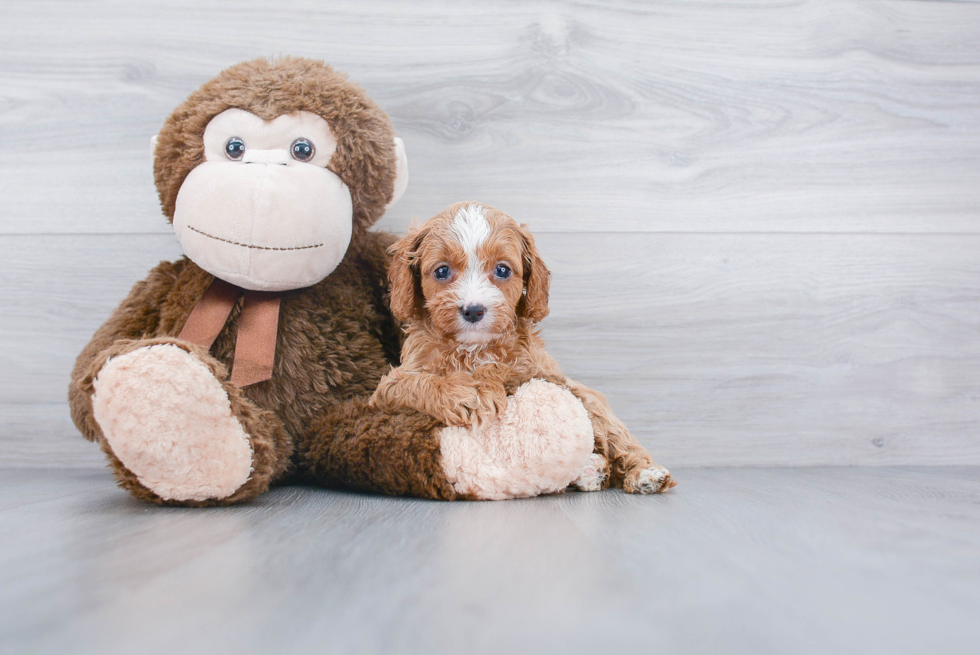 Best Cavapoo Baby