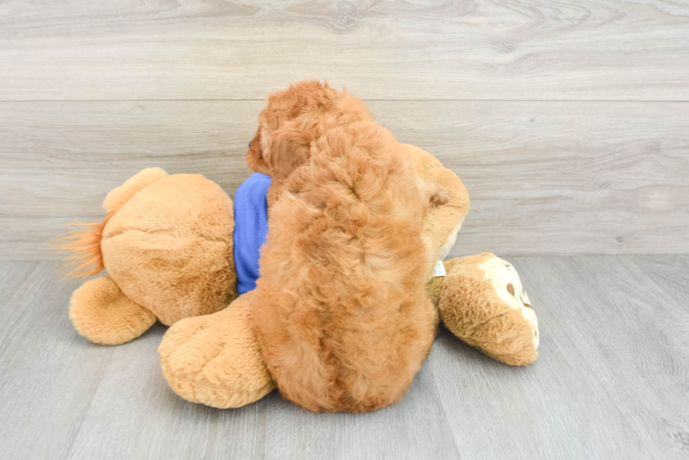 Cavapoo Pup Being Cute