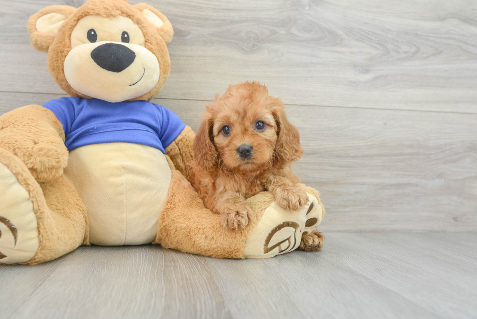 Friendly Cavapoo Baby
