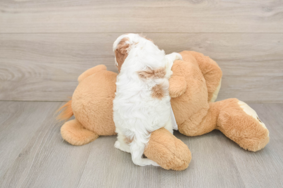 Hypoallergenic Cavadoodle Poodle Mix Puppy