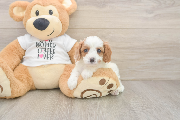 Best Cavapoo Baby