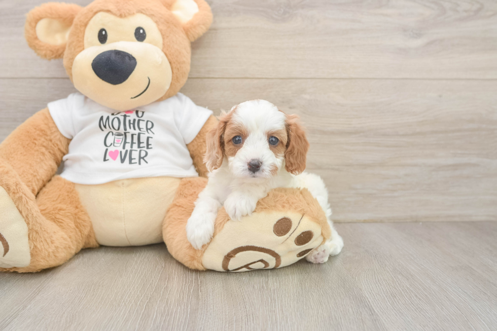 Best Cavapoo Baby