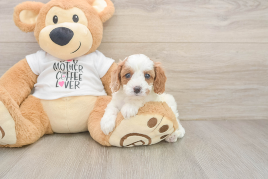 Best Cavapoo Baby